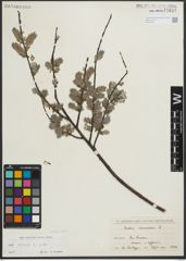 Foto von Salix repens subsp. repens L.